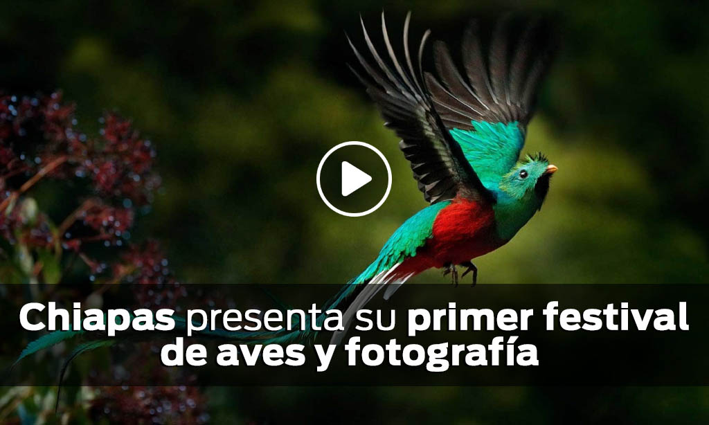 Chiapas presenta su primer festival de aves y fotografía