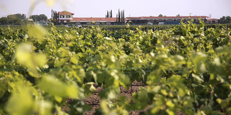 Finca Sala Vivé by Freixenet Querétaro