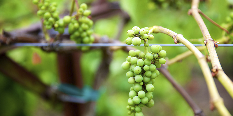 Mejores bodegas de vino de EUA