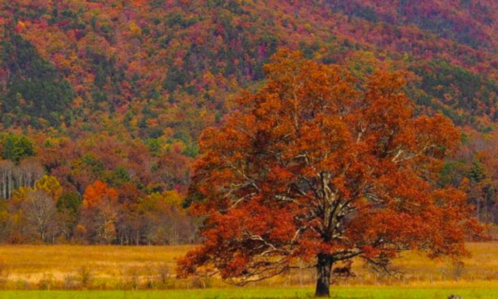 5 Parques Nacionales imperdibles durante el otoño en Estados Unidos