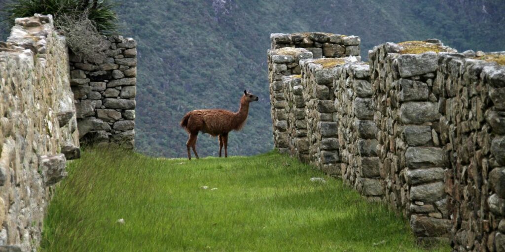 No respetar las reglas del sitio al visitar Machu Picchu
