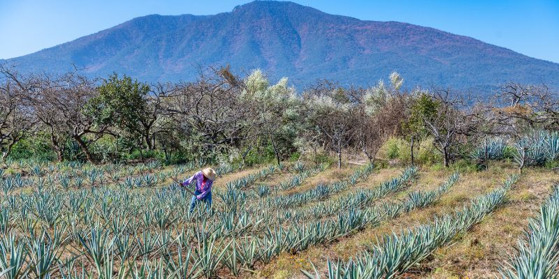 Tequila en Jalisco