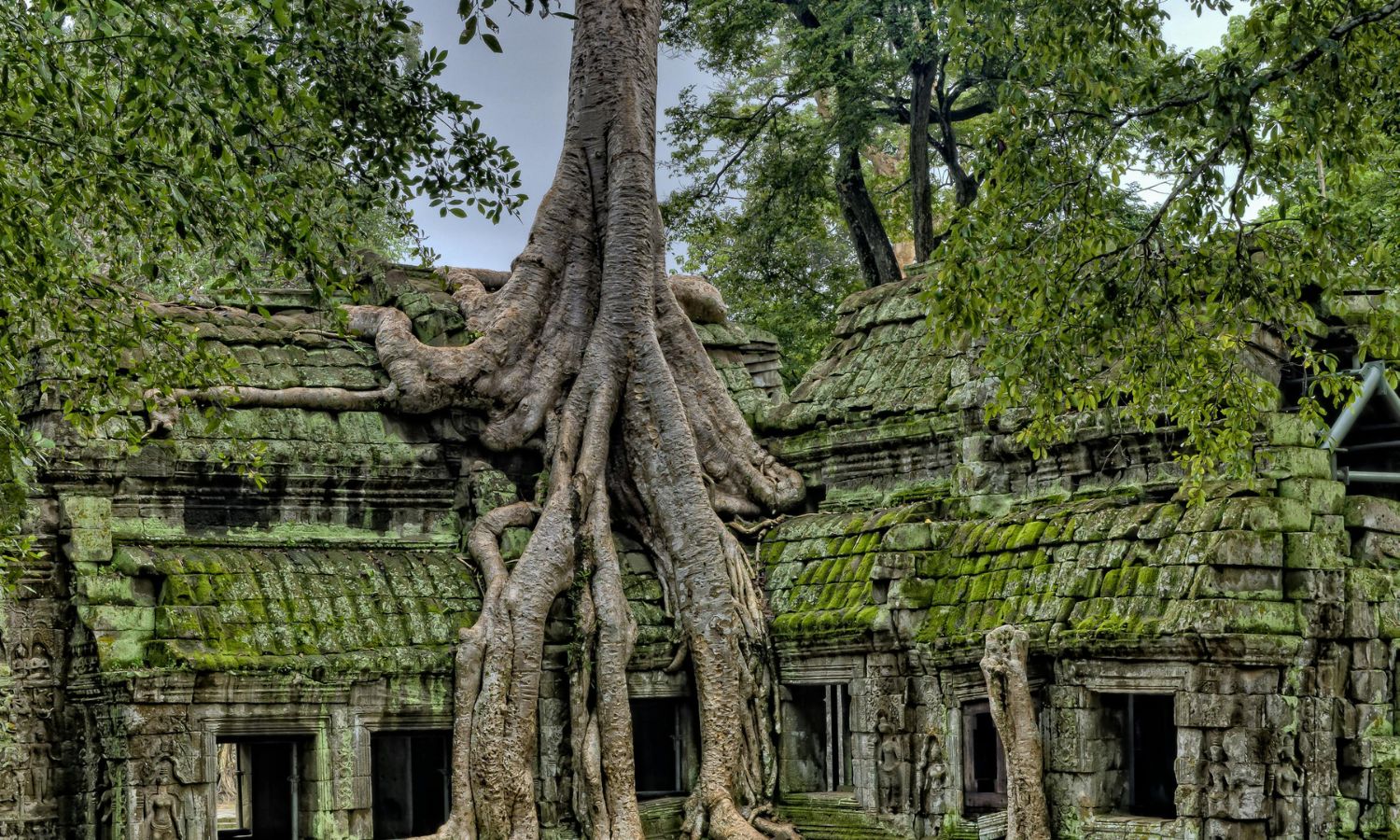 templo ta prohm en camboya