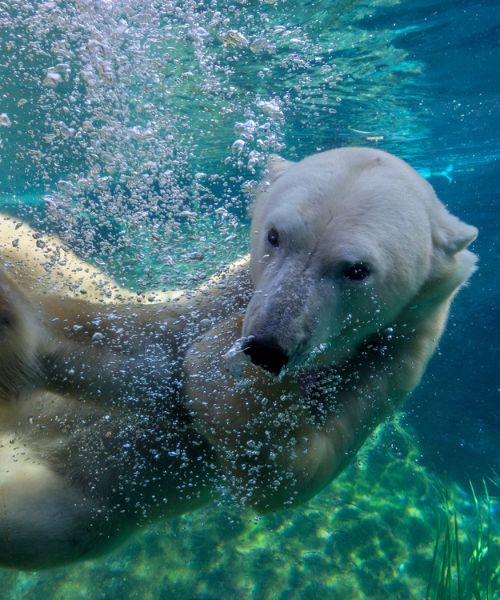 san diego zoo