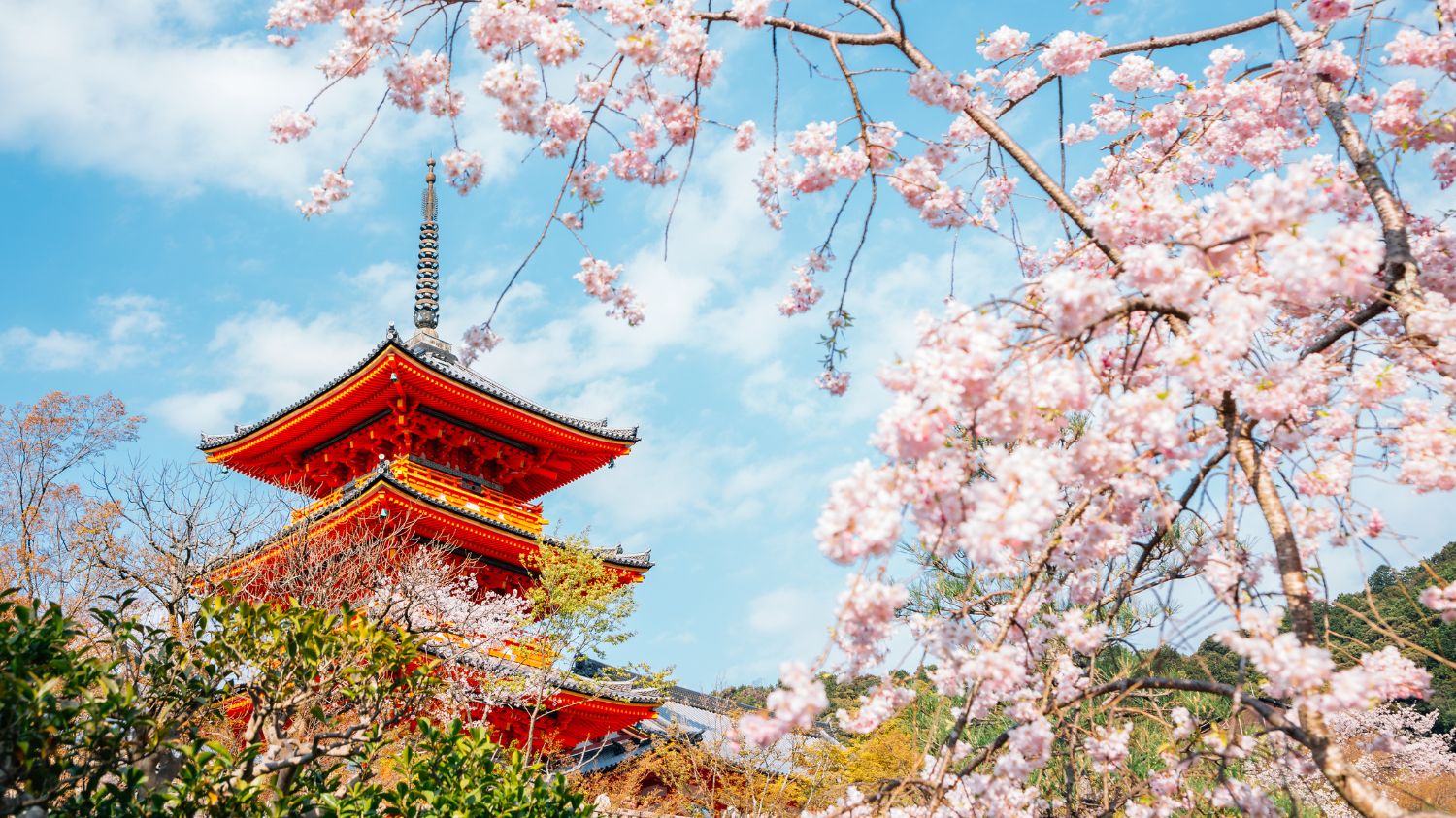 el atractivo de los cerezos en flor en japón