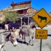 oatman en the mother road