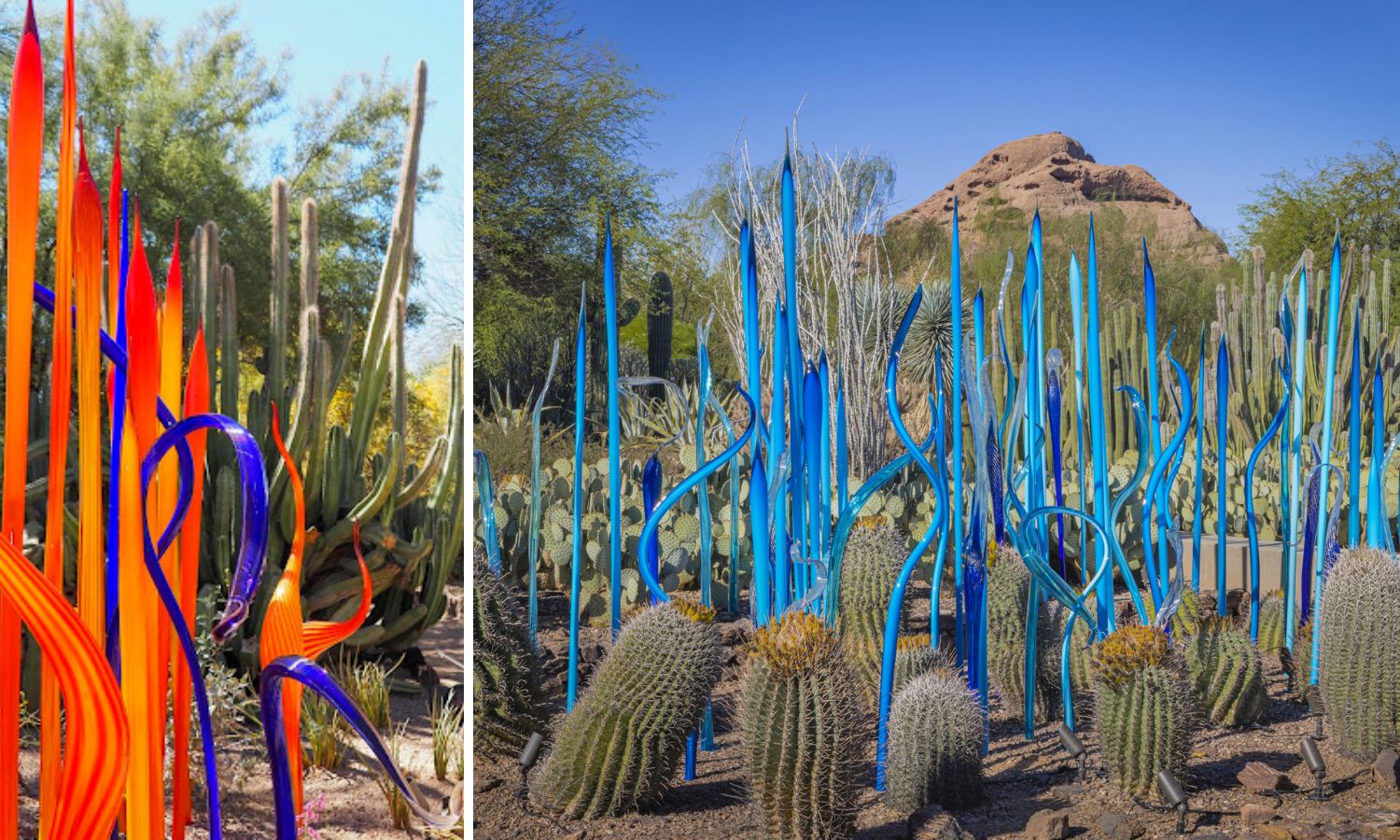 phoenix botanical garden